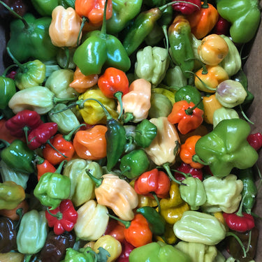 Fresh Habanero/Scotch Bonnet Peppers - Mixed Box: Red, Orange, Chocolate, Peach, etc